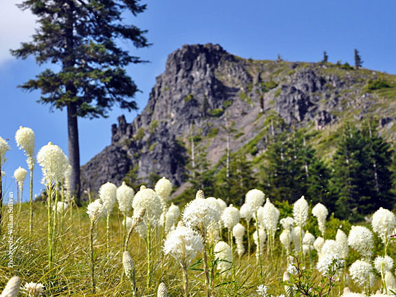 coffin mtn beargrass big graphic